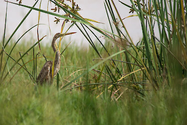 Reiher im hohen Schilf