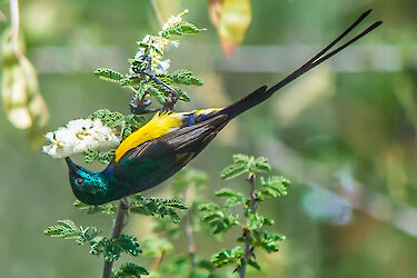 Tag 3: Birding Laganosee & Halbtagestour Abjatta-Shalla-Nationalpark