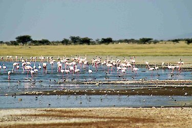 flamingos-im-abjatta-shalla-nationalpark