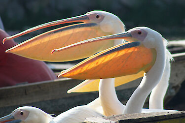 Rosapelikane mit orangenem Schnabel