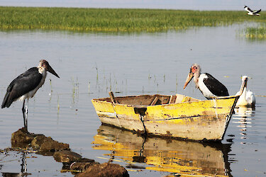 Vögel neben einem Fischerboot