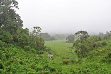 Blick in den vernebelten Harenna-Wald