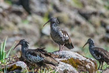 Äthiopische Klunkeribisse auf einem Stein