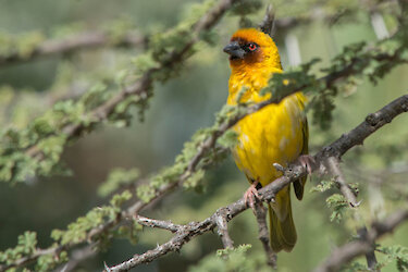 Dorfweber auf einem Ast