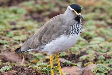 Senegalspornkiebitz auf dem Boden