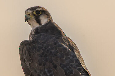 Baumfalke mit klarem Blick