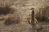 Erdmännchen in Namibia