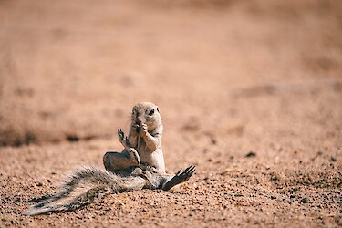 Tierwelt auf dem Weg zum Flughafen