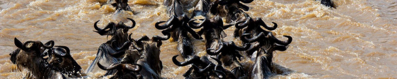 Gnus bei der großen Migration im Marafluss