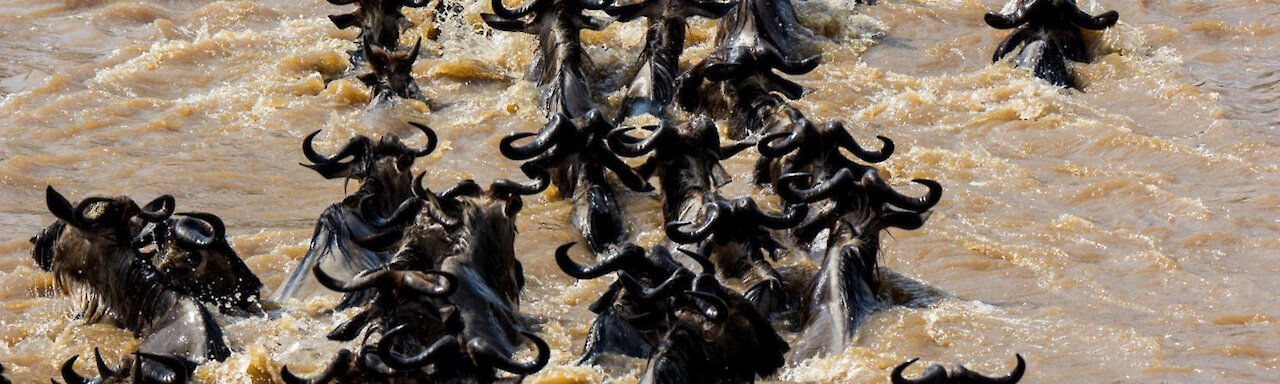 Gnus bei der großen Migration im Marafluss