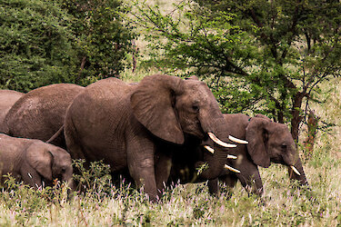Eine Herde Elefanten beim Fressen
