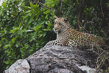 Ein Leopard auf einem Felsen im Serengeti Nationalpark