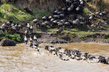 Gnus steigen aus dem Marafluss