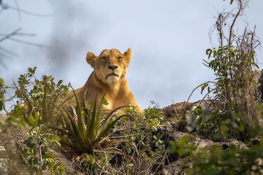 Tag 6: Die endlose Weite der Serengeti