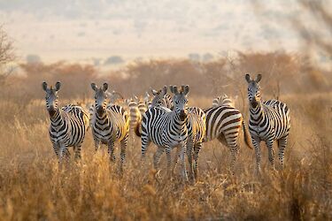 Tag 9: Mkomazi-Nationalpark