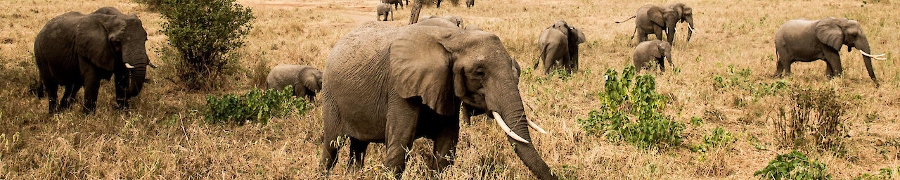 Elefanten im Tarangir-Nationalpark