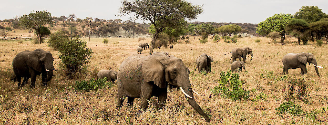 Safari in Tansania - Porini