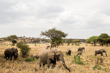 Safari in Tansania - Porini