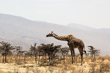 Tag 6: Serengeti - Tarangire