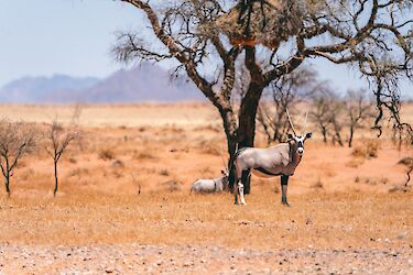 Tag 2: Auf dem Weg zum Namib-Naukluft-Nationalpark