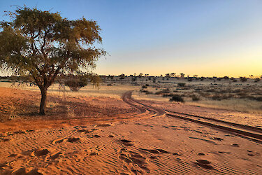 Baum in der rotleuchtenden Kalahari