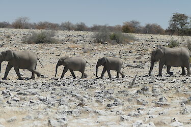 Tag 7: Besichtigung der Felsgravuren von Twyfelfontein und Pirschfahrt im Etosha-Nationalpark