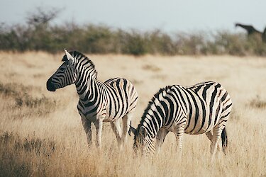 Zebras im Etosha-Nationalpark