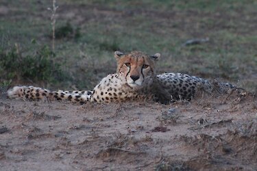 Liegender Gepard am Boden