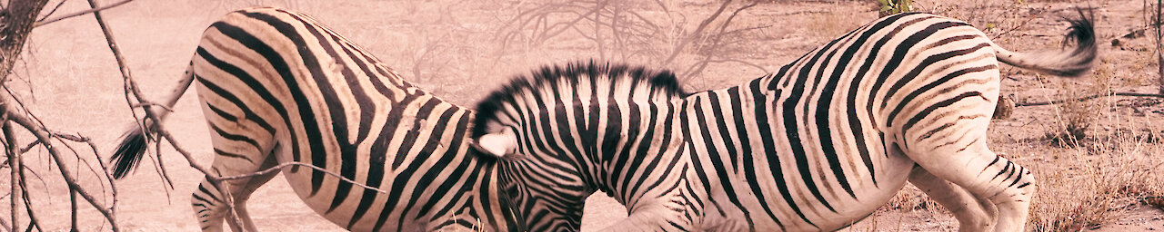 Kämpfende Zebras in Namibia