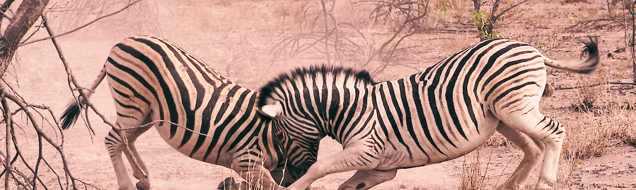 Kämpfende Zebras in Namibia