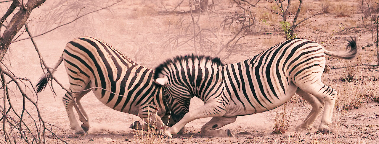 Kämpfende Zebras in Namibia