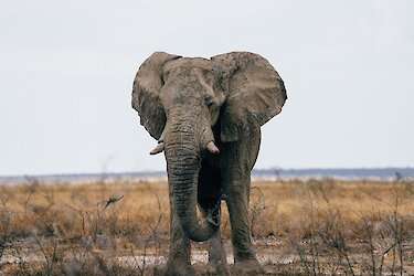 Elefant im Etosha-Nationalpark
