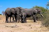 Elefanten im Chobe-Nationalpark