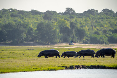 Laufende Nilpferdkolonie