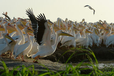 Vögel im Djoudj-Nationalpark