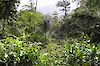 Tropischer Regenwald in Kpalime