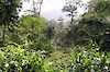 Regenwald bei Kpalimé