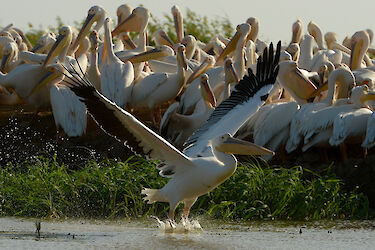 Tag 10: Vogelparadies Doudj-Nationalpark