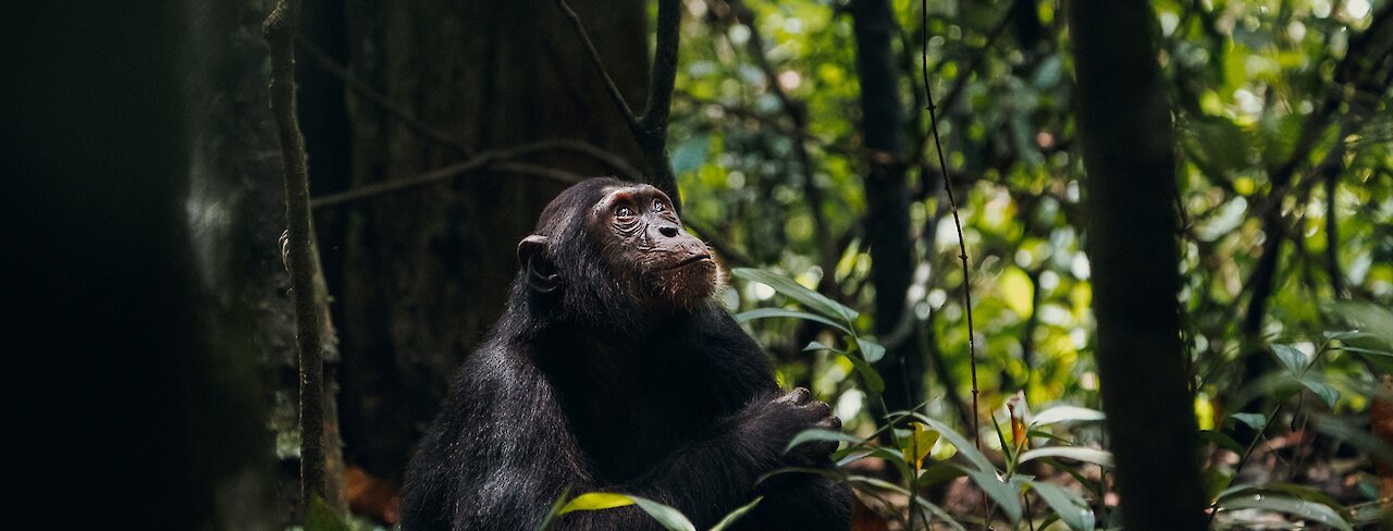 Schimpanse im Kibale Forest
