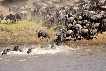 Die große Migration überquert den Mara Fluss. Tansania