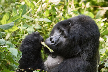 Gorilla, sitzend, Bwindi-Impenetrable-Nationalpark