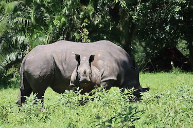 Nashornmutter mit Kalb im Ziwa-Rhino-Schutzgebiet in Uganda