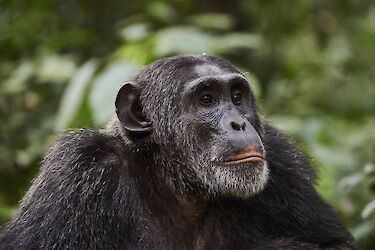 Tag 5: Schimpansen-Trekking im Kibale-Nationalpark