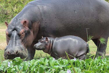 Nilpferdmutter mit Baby am Kazinga-Kanal im Queen-Elizabeth-Nationalpark in Uganda
