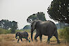 Tag 6: Safari im Queen-Elizabeth-Nationalpark