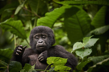 Tag 8: Gorillatrekking im Bwindi-Impenetrable-Nationalpark