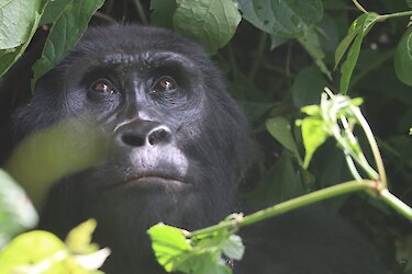 Gorilla blickt ins Blätterdach im Bwindi-Nationalpark in Uganda