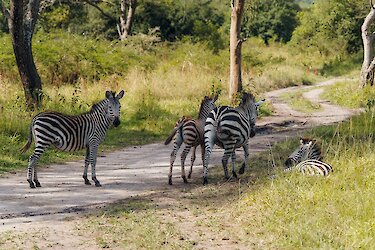 Zebras auf der Straße im Lake-Mburo-Nationalpark in Uganda