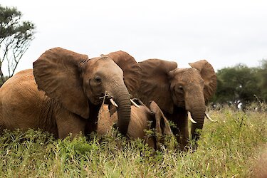 Elefanten in Addo-Elephant-Nationalpark