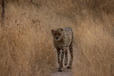 Leopard in Kariega Game Reserve